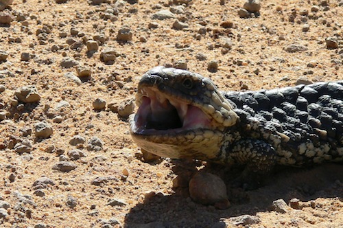 reptile australien